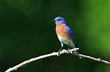 Eastern Bluebirdborder=